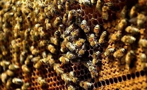 偵查蜂從來(lái)都不采蜜嗎(蜜蜂偵查蜂每天都有嗎) 偵查蜂從來(lái)都不采蜜嗎(蜜蜂偵查蜂每天都有嗎)