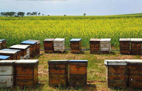 新手養蜂如何防止分蜂熱? 新手養蜂如何防止分蜂熱?