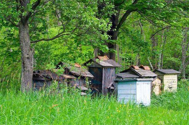新手養蜂如何防止分蜂熱? 新手養蜂如何防止分蜂熱?