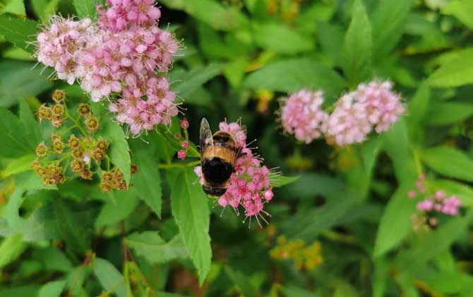 被大蜜蜂蟄了有毒嗎(被大蜂蜜蟄了怎么辦) 被大蜜蜂蟄了有毒嗎(被大蜂蜜蟄了怎么辦)
