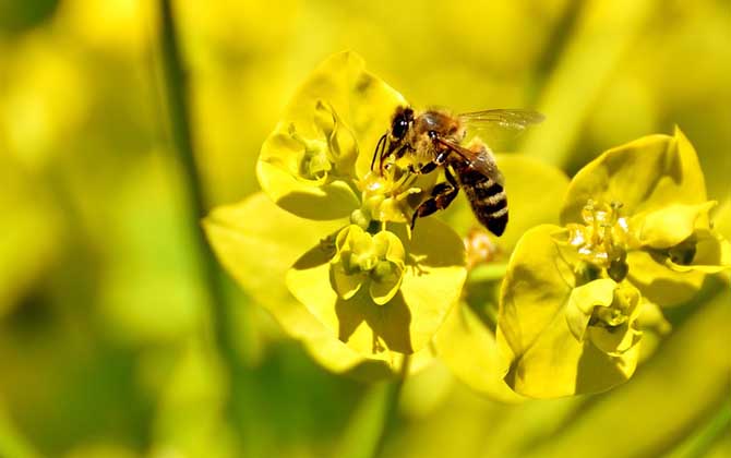 被大蜜蜂蟄了有毒嗎(被大蜂蜜蟄了怎么辦) 被大蜜蜂蟄了有毒嗎(被大蜂蜜蟄了怎么辦)