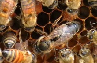 大蜂場怎么分群(蜜蜂怎樣人工分群) 大蜂場怎么分群(蜜蜂怎樣人工分群)