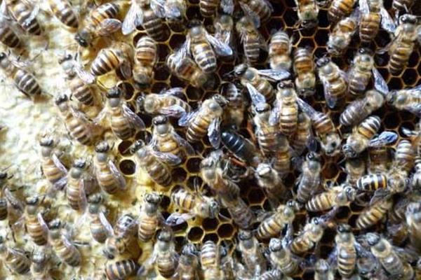 為什么分蜂是老蜂王飛走(自然分蜂老蜂王飛走的原因) 為什么分蜂是老蜂王飛走(自然分蜂老蜂王飛走的原因)