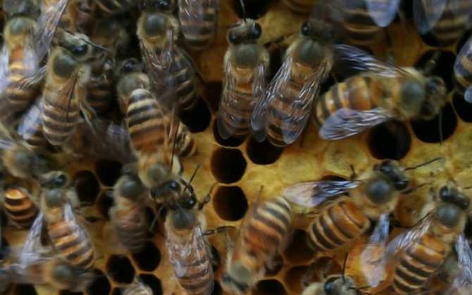 蜂巢是怎么形成的(蜂巢的形成過(guò)程) 蜂巢是怎么形成的(蜂巢的形成過(guò)程)