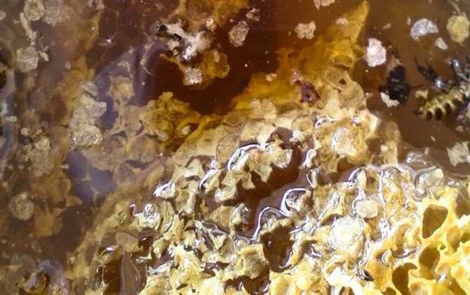 蜂巢是怎么形成的(蜂巢的形成過(guò)程) 蜂巢是怎么形成的(蜂巢的形成過(guò)程)