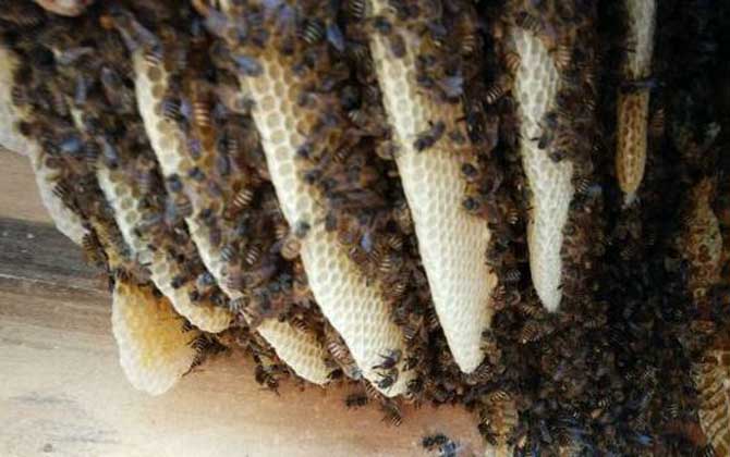 蜂巢是怎么形成的(蜂巢的形成過(guò)程) 蜂巢是怎么形成的(蜂巢的形成過(guò)程)