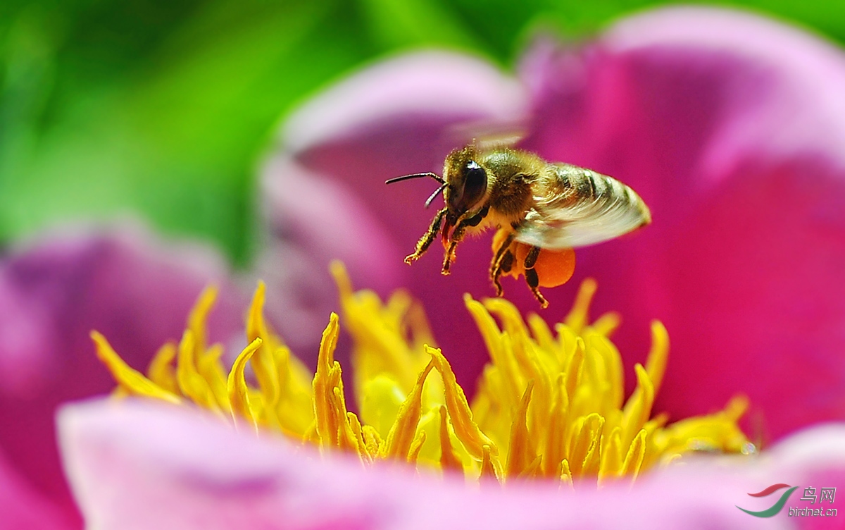 蜜蜂吃什么才繁殖得快(蜜蜂喂什么能加快繁殖) 蜜蜂吃什么才繁殖得快(蜜蜂喂什么能加快繁殖)