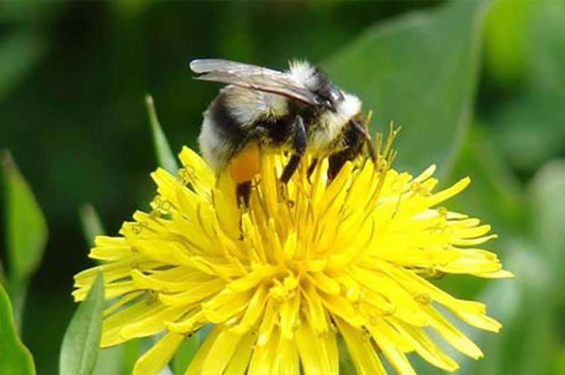 【蜜蜂知識】蜂王不產卵的原因 蜂王不產卵的原因
