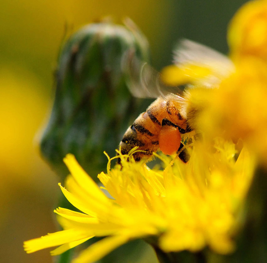 【蜜蜂知識】蜂王不產卵的原因 蜂王不產卵的原因