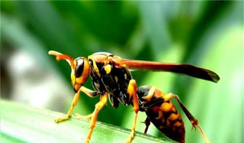 黃腰虎頭蜂有多長(黃腰虎頭蜂的體型) 黃腰虎頭蜂有多長(黃腰虎頭蜂的體型)