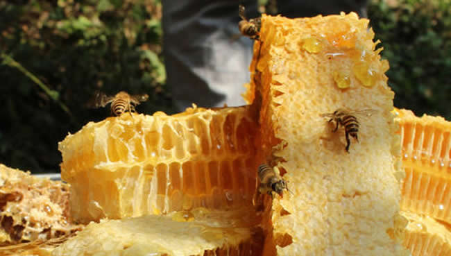 封蓋成熟蜂蜜與未封蓋蜜的區別? 封蓋成熟蜂蜜與未封蓋蜜的區別?