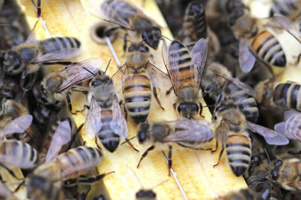 為什么夏天蜜蜂易飛逃? 為什么夏天蜜蜂易飛逃?