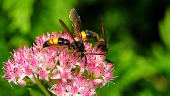 自然界中的馬蜂喜歡吃什么東西? 馬蜂喜歡吃什么東西