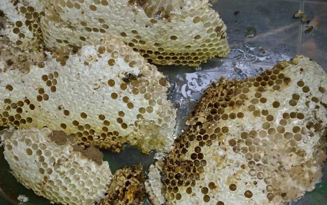 蜜蜂蜂巢多少錢一塊 蜜蜂蜂巢多少錢一塊