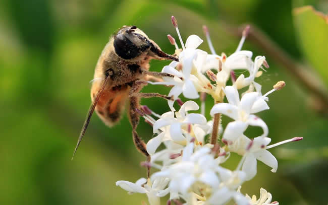 為什么有的蜂群有蜂蜜有的卻沒有? 為什么有的蜂群有蜂蜜有的卻沒有?
