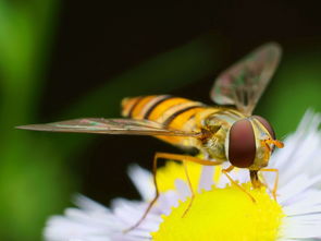 蜂王與工蜂能繁殖后代嗎(蜂王和工蜂同時產卵,這是什么情況) 蜂王與工蜂能繁殖后代嗎(蜂王和工蜂同時產卵,這是什么情況)