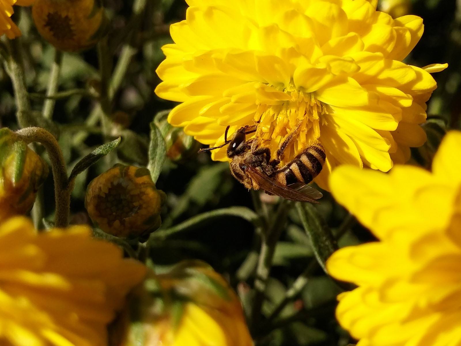蜜蜂糖的功效與作用 蜜蜂糖的功效與作用