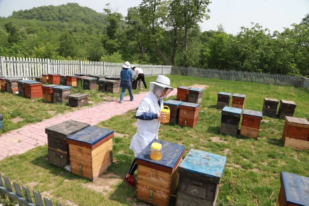 城市養蜂歸哪個部門管（養蜂屬于畜牧業嗎）