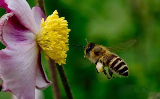 蜂螨是怎么產(chǎn)生的(蜂螨是怎么來的) 蜂螨是怎么產(chǎn)生的(蜂螨是怎么來的)