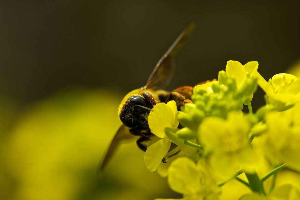 【蜜蜂知識】中華蜜蜂的飼養(yǎng)技術 中華蜜蜂的飼養(yǎng)技術