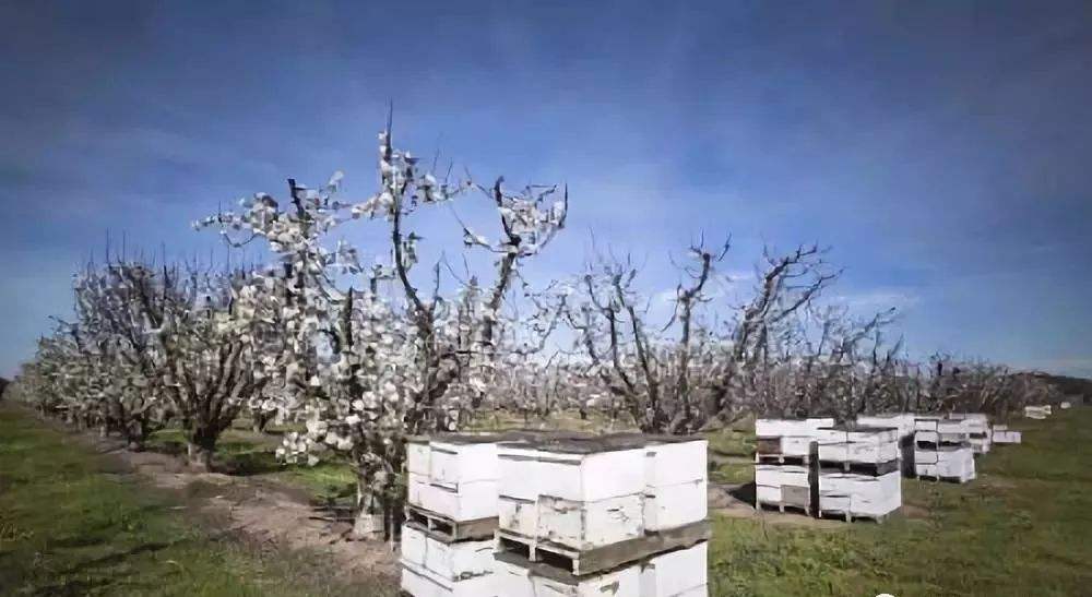 【蜜蜂知識】中華蜜蜂的飼養(yǎng)技術 中華蜜蜂的飼養(yǎng)技術