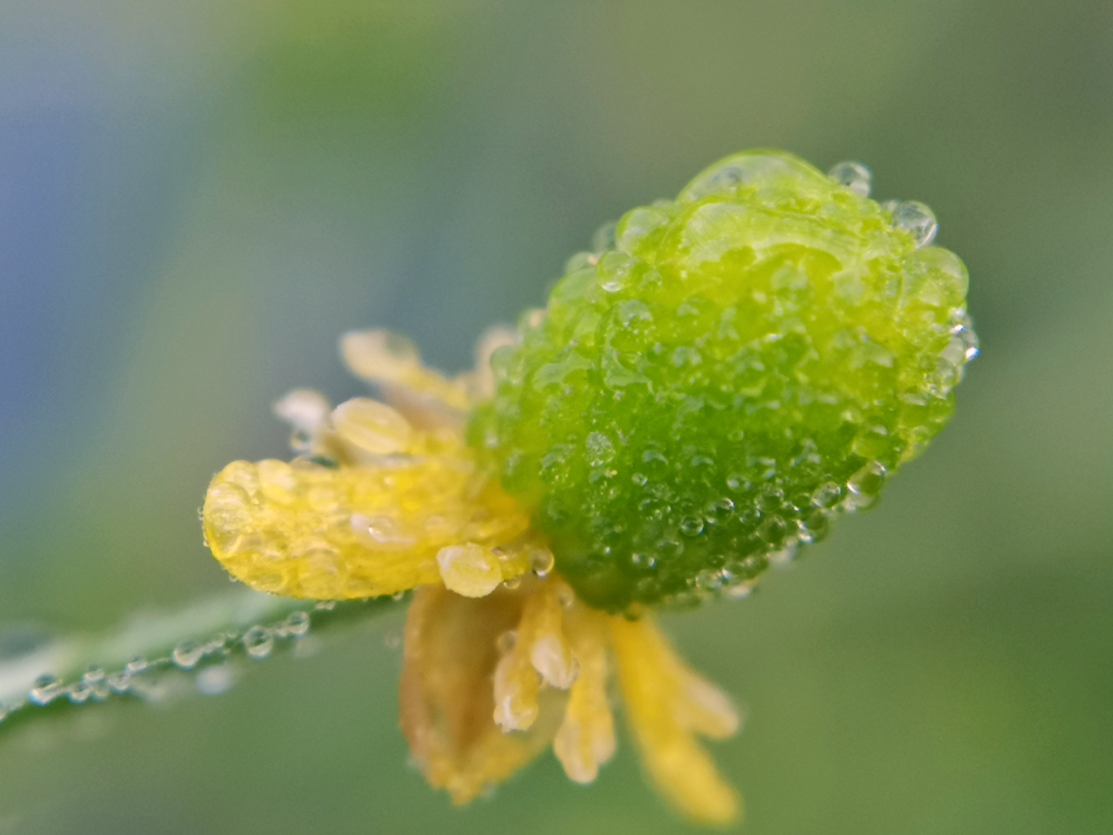 蜜蜂的花粉是干嘛用的(蜜蜂用花粉來干嘛) 蜜蜂的花粉是干嘛用的(蜜蜂用花粉來干嘛)