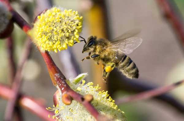 【蜜蜂知識】蜜蜂的養殖方法 蜜蜂的養殖方法