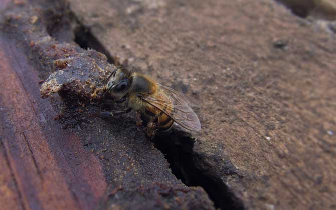 病毒靈能治中華蜜蜂什么病(病毒靈治中蜂的劑量是多少?) 病毒靈能治中華蜜蜂什么病(病毒靈治中蜂的劑量是多少?)