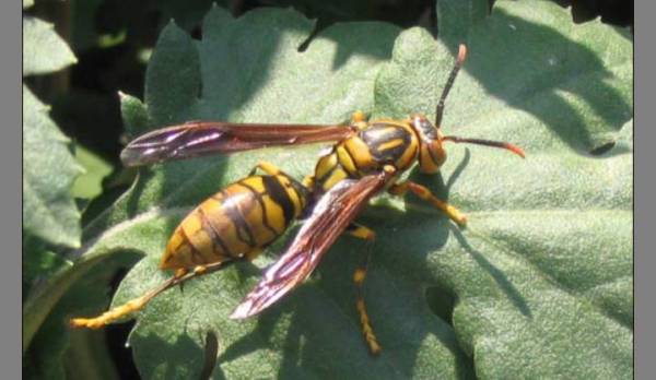 吃的蜂蜜可以直接敷面膜嗎(用蜂蜜直接敷臉好么) 吃的蜂蜜可以直接敷面膜嗎(用蜂蜜直接敷臉好么)