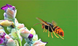 家里有牛角蜂怎么辦（家里來(lái)牛角蜂什么預(yù)兆）