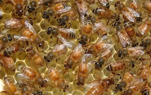 蜜蜂哪個(gè)是雌性(蜜蜂是雌性毒還是雄性多) 蜜蜂哪個(gè)是雌性(蜜蜂是雌性毒還是雄性多)