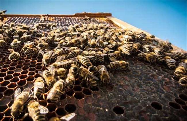 【蜜蜂養殖】如何有效防止和處理蜂群盜蜂現象 如何有效防止和處理蜂群盜蜂現象