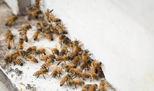 蜜蜂分家蜂王帶走的是老蜂還是新蜂(蜜蜂分蜂帶走的蜜蜂規模) 蜜蜂分家蜂王帶走的是老蜂還是新蜂(蜜蜂分蜂帶走的蜜蜂規模)