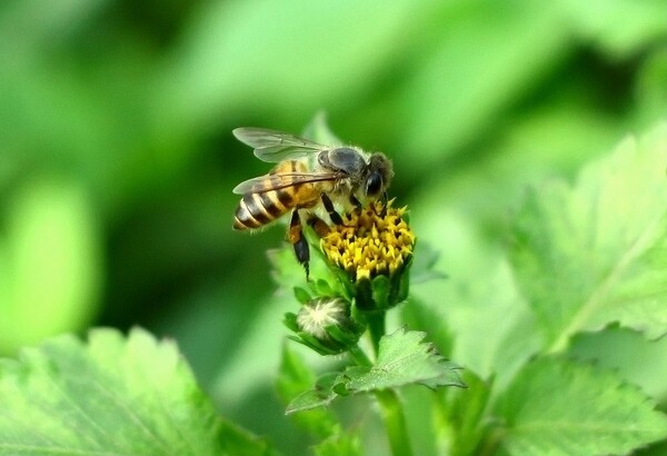中蜂養(yǎng)殖實用技術(shù)大全(養(yǎng)中蜂的詳細技術(shù)方法和要點) 中蜂養(yǎng)殖實用技術(shù)大全(養(yǎng)中蜂的詳細技術(shù)方法和要點)