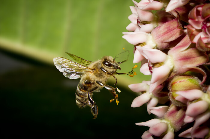 中蜂養(yǎng)殖實用技術(shù)大全(養(yǎng)中蜂的詳細技術(shù)方法和要點) 中蜂養(yǎng)殖實用技術(shù)大全(養(yǎng)中蜂的詳細技術(shù)方法和要點)