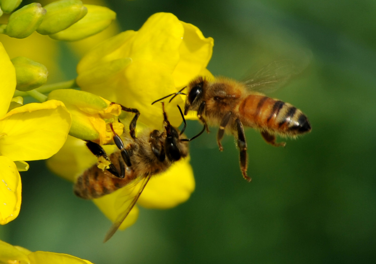蜜蜂為什么要采蜜和釀蜜?它們為誰采蜜? 蜜蜂為什么要采蜜和釀蜜?它們為誰采蜜?