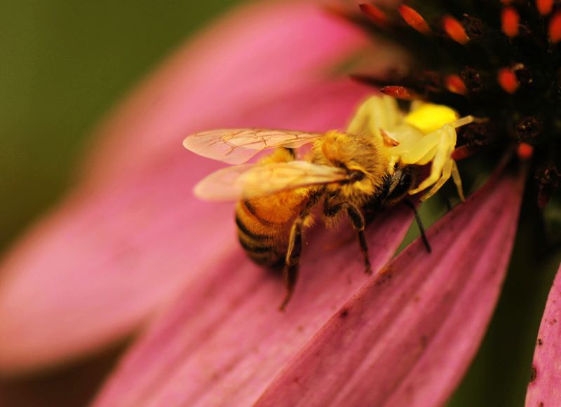 養蜂怎樣防治蟾蜍? 養蜂怎樣防治蟾蜍?