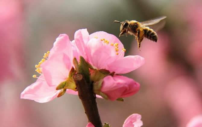 急造王臺(tái)出的蜂王能要嗎？