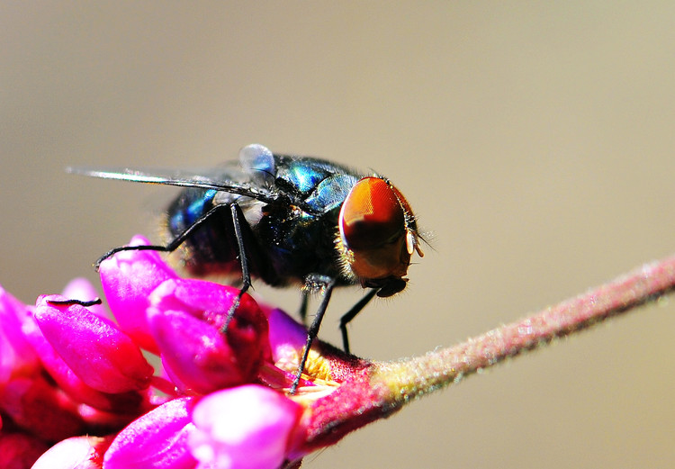 僵尸蜜蜂真的存在嗎？