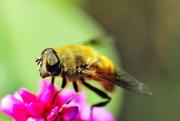 僵尸蜜蜂真的存在嗎？