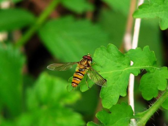 僵尸蜜蜂真的存在嗎？