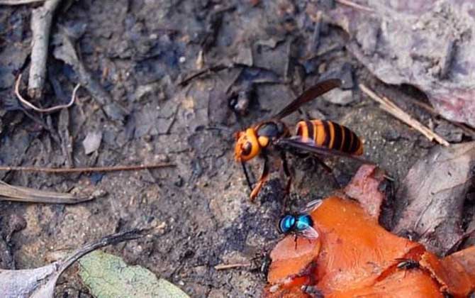 中國大虎頭蜂雄蜂和雌蜂的區(qū)別(中國大虎頭蜂怎么分公母) 中國大虎頭蜂雄蜂和雌蜂的區(qū)別(中國大虎頭蜂怎么分公母)