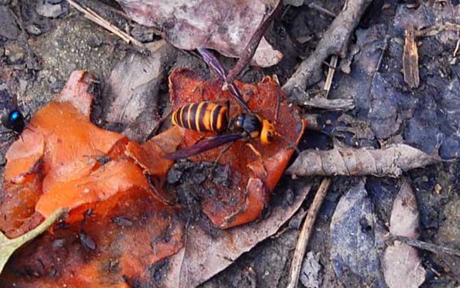 中國大虎頭蜂雄蜂和雌蜂的區(qū)別(中國大虎頭蜂怎么分公母) 中國大虎頭蜂雄蜂和雌蜂的區(qū)別(中國大虎頭蜂怎么分公母)