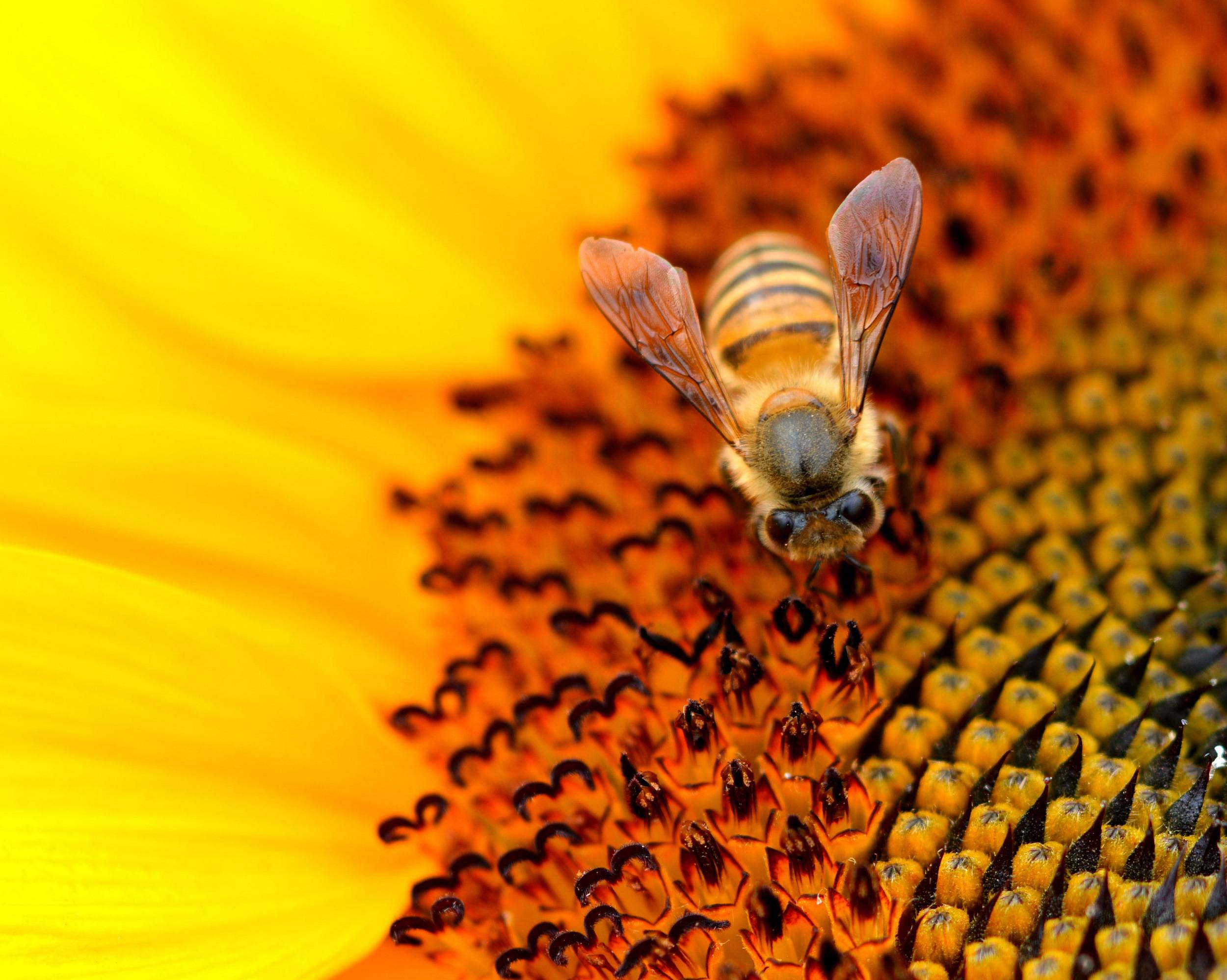 【蜜蜂養殖】野蜜蜂怎么養它不會走? 野蜜蜂怎么養它不會走?
