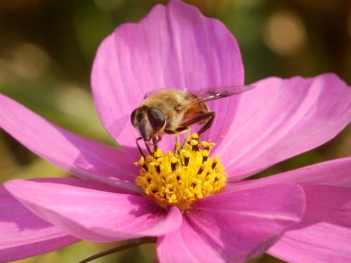 【蜜蜂養殖】野蜜蜂怎么養它不會走? 野蜜蜂怎么養它不會走?
