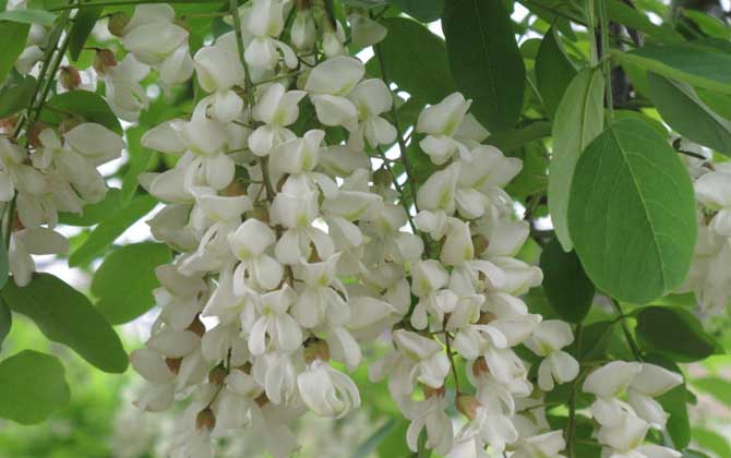 蜜源植物一覽表