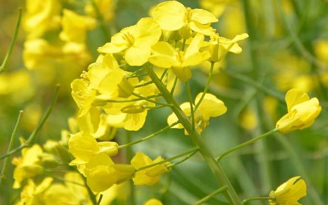 蜜源植物一覽表