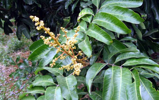 蜜源植物一覽表