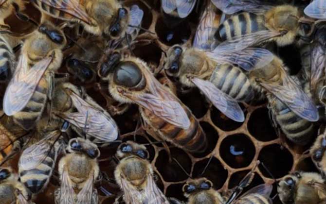 安蜂屬于高加索蜂嗎(安蜂生產性能) 安蜂屬于高加索蜂嗎(安蜂生產性能)