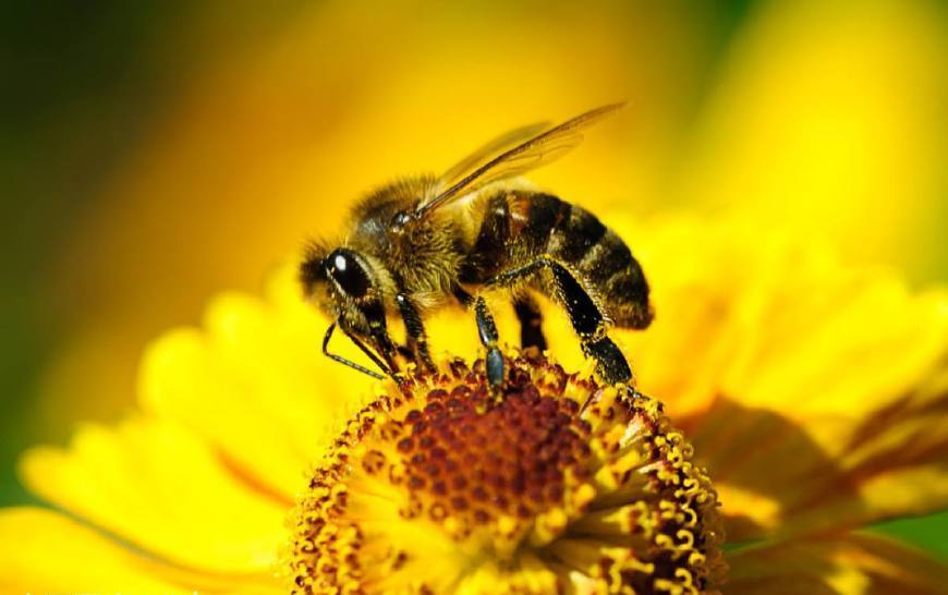 蜜蜂有幾只觸角(蜜蜂的觸角是什么類型) 蜜蜂有幾只觸角(蜜蜂的觸角是什么類型)